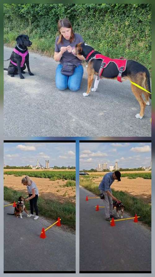 Hundeauslaufgebiet-Tolle Pfoten-Bild