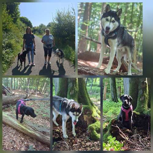 Hundeauslaufgebiet-Tolle Pfoten-Bild