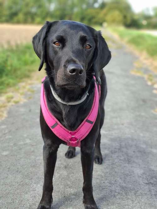 Hundeauslaufgebiet-Tolle Pfoten-Bild