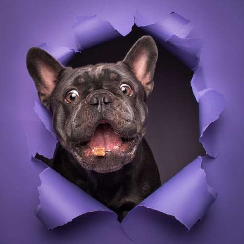 Hundeauslaufgebiet-Photography Anna Müller-Bild