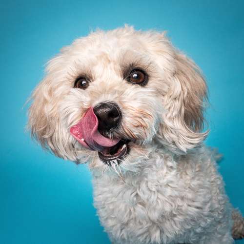 Hundeauslaufgebiet-Photography Anna Müller-Bild