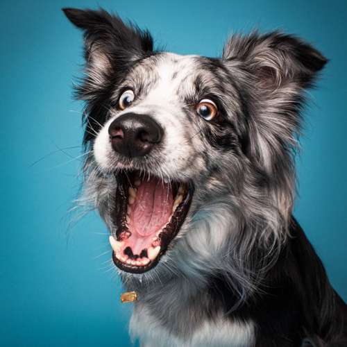 Hundeauslaufgebiet-Photography Anna Müller-Bild