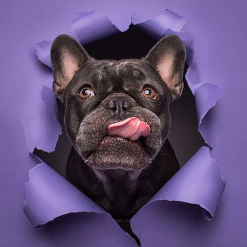 Hundeauslaufgebiet-Photography Anna Müller-Bild