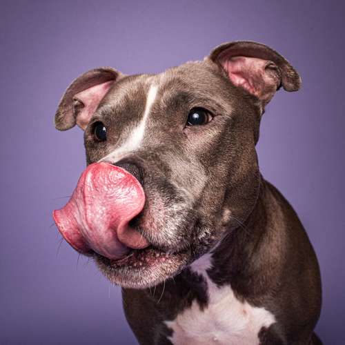 Hundeauslaufgebiet-Photography Anna Müller-Bild