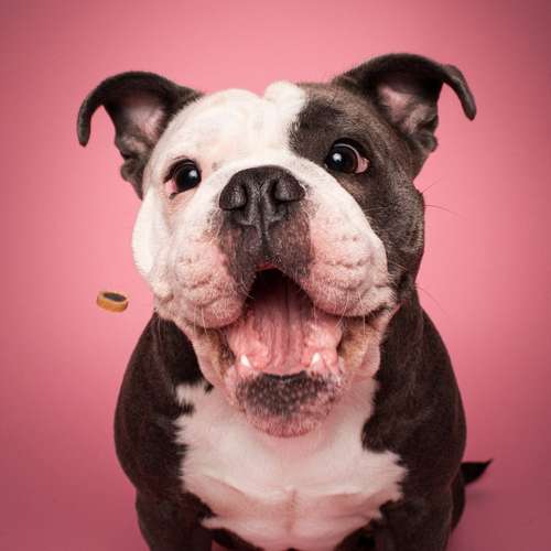 Hundeauslaufgebiet-Photography Anna Müller-Bild