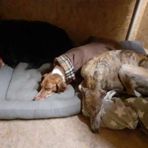 Hundeauslaufgebiet-Forst- und Gartengeräte Leck-Bild