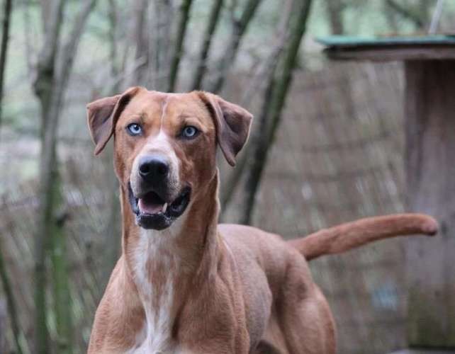 Hundeauslaufgebiet-Nicole Grütter-Bild