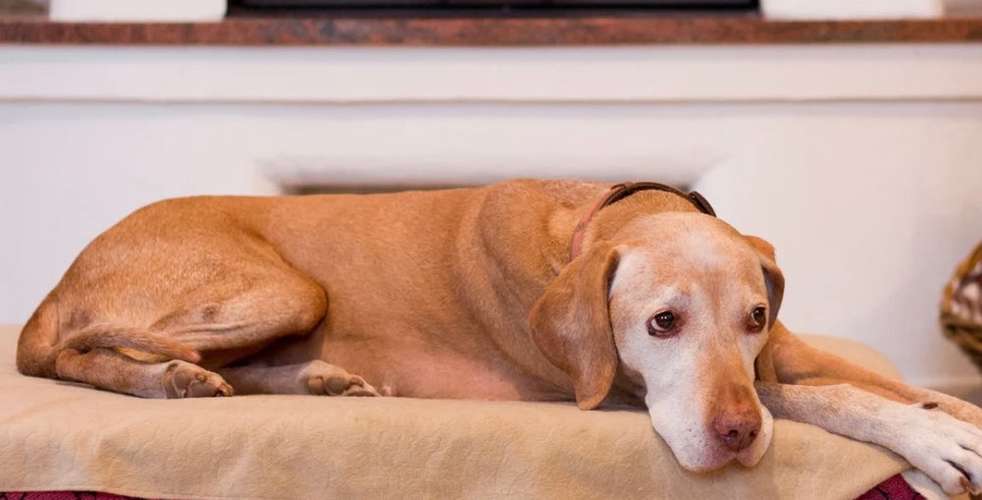 Hundeauslaufgebiet-Nicole Grütter-Bild