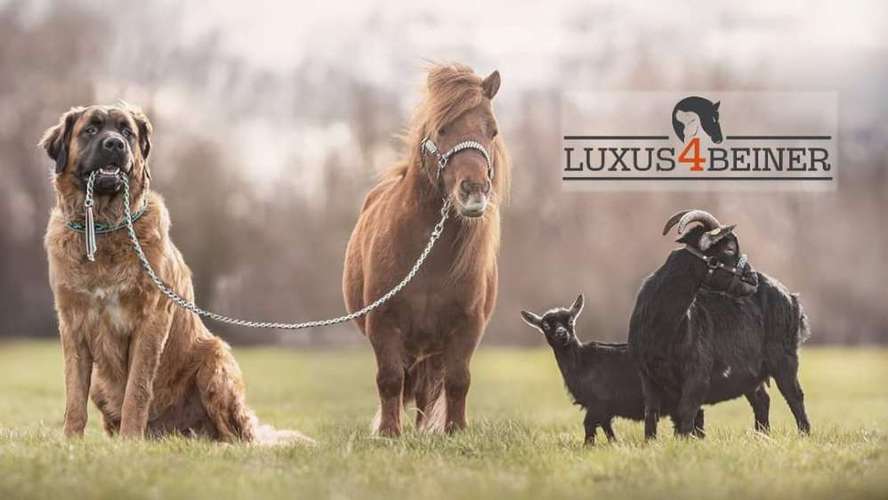 Hundeauslaufgebiet-Luxus4beiner-Bild