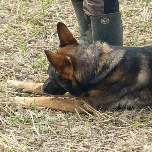 Hundeauslaufgebiet-natura cani | Mobile Hundeschule für Verhalten im Alltag-Bild