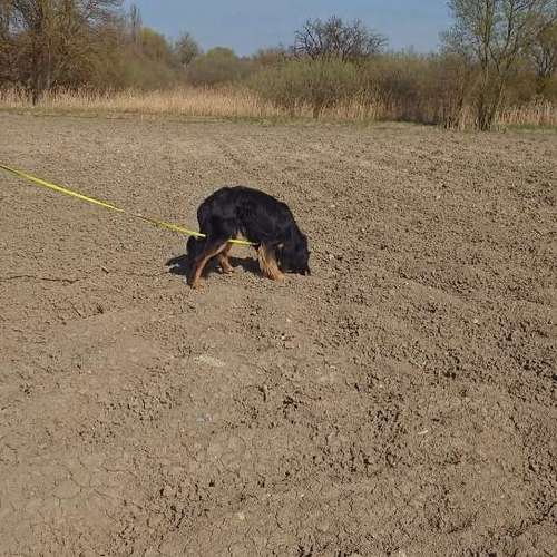 Hundeauslaufgebiet-natura cani | Mobile Hundeschule für Verhalten im Alltag-Bild