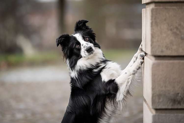 Hundeauslaufgebiet-Manja Pautz Fotografie-Bild