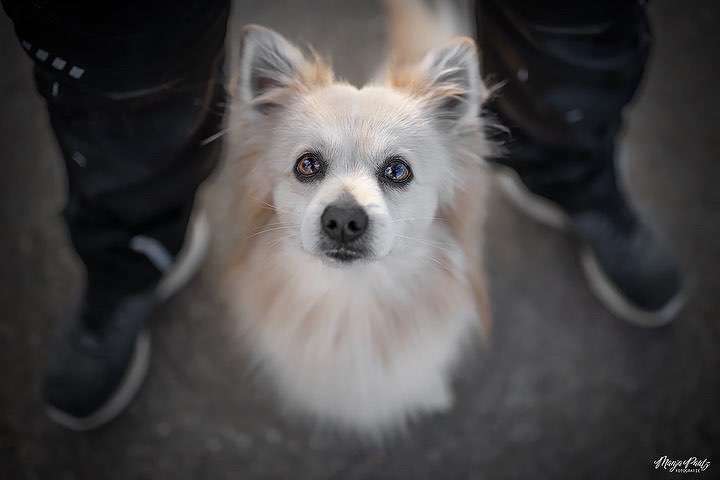 Hundeauslaufgebiet-Manja Pautz Fotografie-Bild