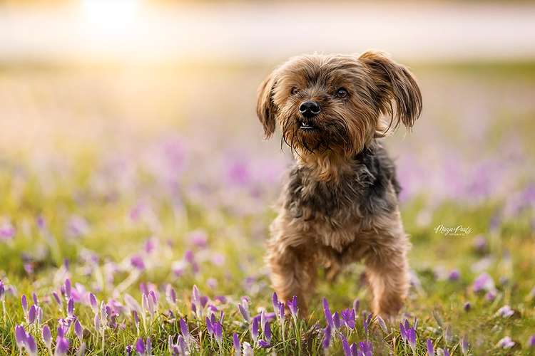 Hundeauslaufgebiet-Manja Pautz Fotografie-Bild