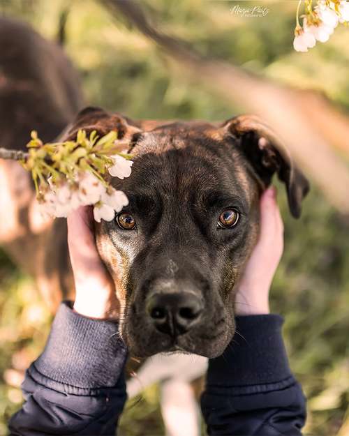 Hundeauslaufgebiet-Manja Pautz Fotografie-Bild