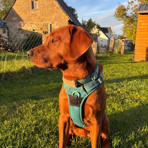 Hundeauslaufgebiet-Pfote Huf Mensch by Cathleen-Bild