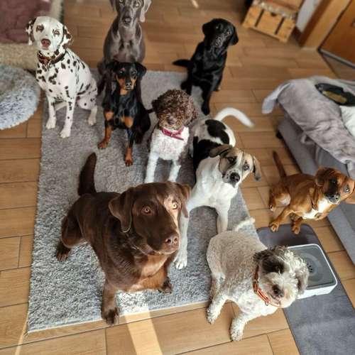 Hundeauslaufgebiet-Dilaras Fellnasen-Bild