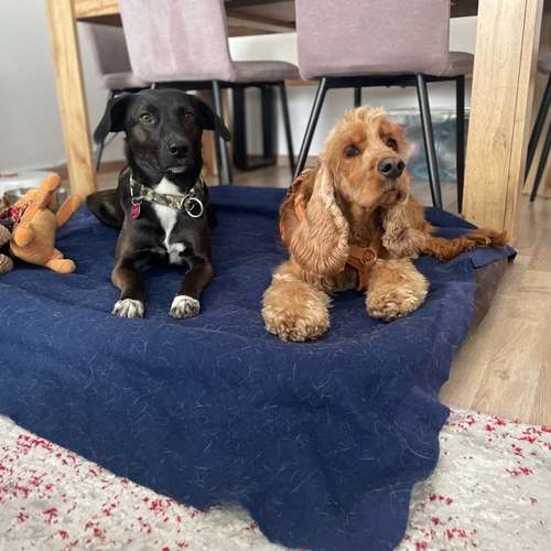 Hundeauslaufgebiet-Dilaras Fellnasen-Bild