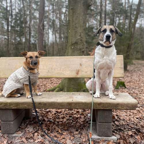 Hundeauslaufgebiet-Dilaras Fellnasen-Bild