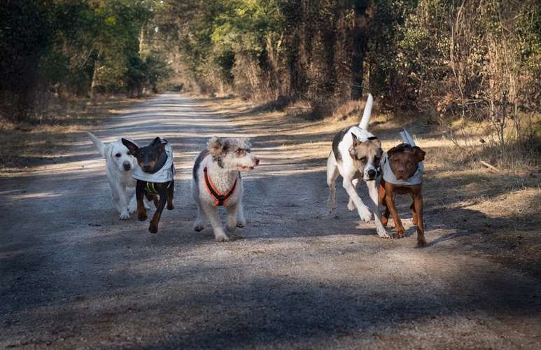 Hundeauslaufgebiet-Dilaras Fellnasen-Bild