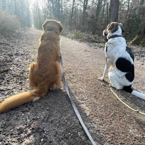 Hundeauslaufgebiet-Dilaras Fellnasen-Bild