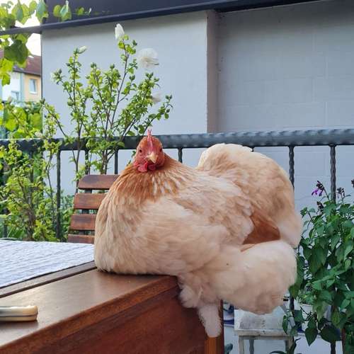 Hundeauslaufgebiet-Dilaras Fellnasen-Bild