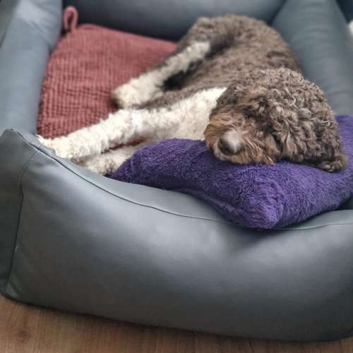 Hundeauslaufgebiet-Dilaras Fellnasen-Bild