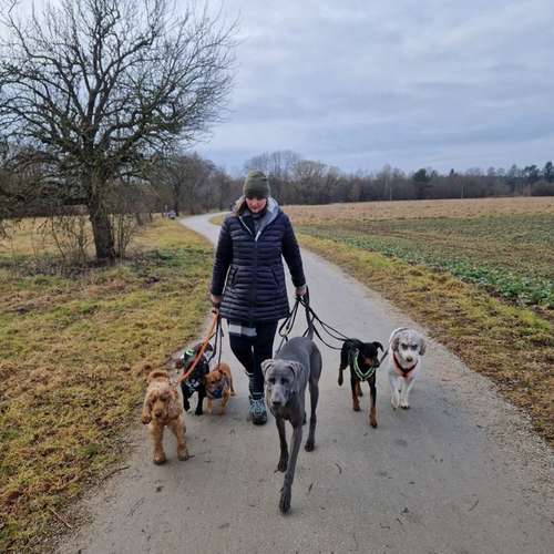 Hundeauslaufgebiet-Dilaras Fellnasen-Bild