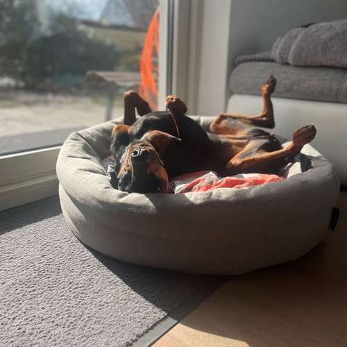 Hundeauslaufgebiet-Dilaras Fellnasen-Bild