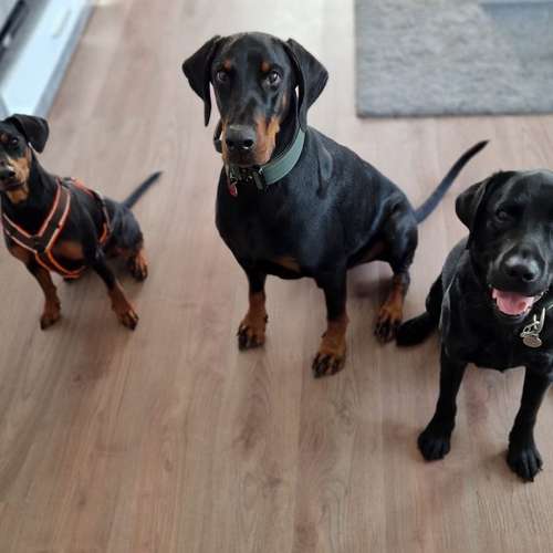 Hundeauslaufgebiet-Dilaras Fellnasen-Bild