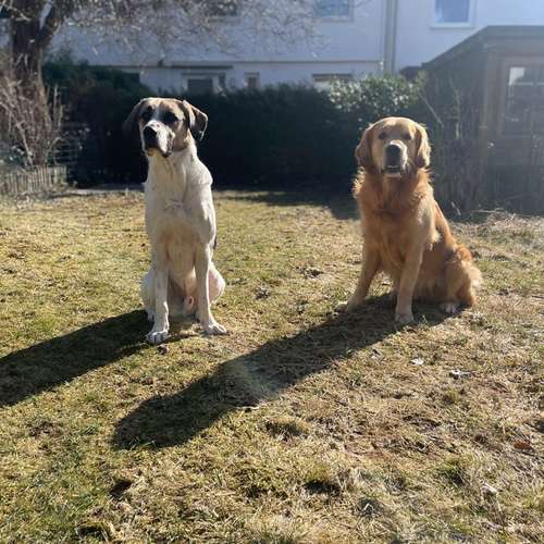 Hundeauslaufgebiet-Dilaras Fellnasen-Bild