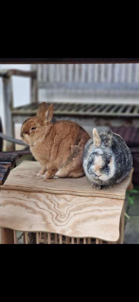 Hundeauslaufgebiet-Dilaras Fellnasen-Bild