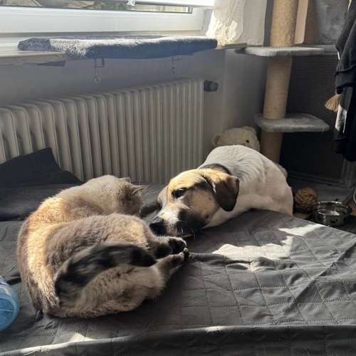 Hundeauslaufgebiet-Dilaras Fellnasen-Bild