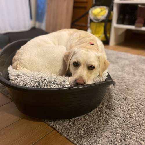 Hundeauslaufgebiet-Dilaras Fellnasen-Bild