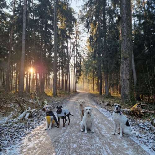 Hundeauslaufgebiet-Dilaras Fellnasen-Bild