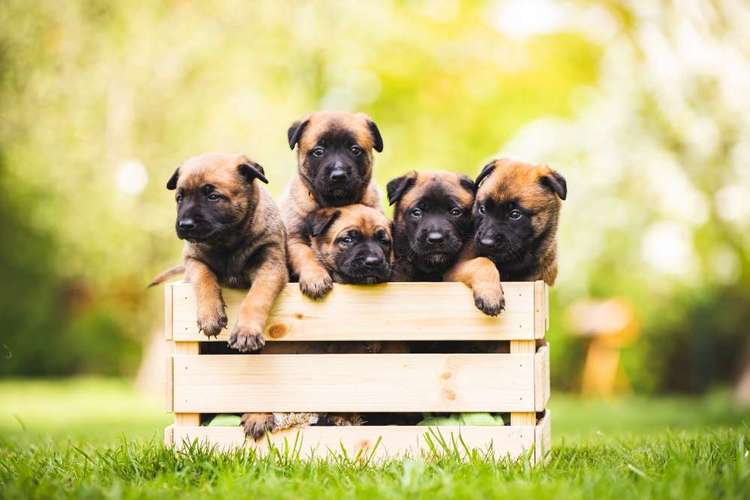 Hundeauslaufgebiet-Nina Scheibe Fotografie-Bild