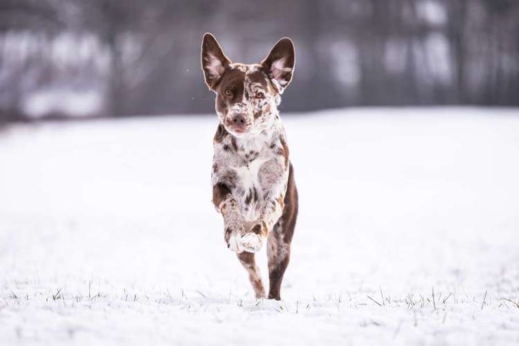 Hundeauslaufgebiet-Nina Scheibe Fotografie-Bild