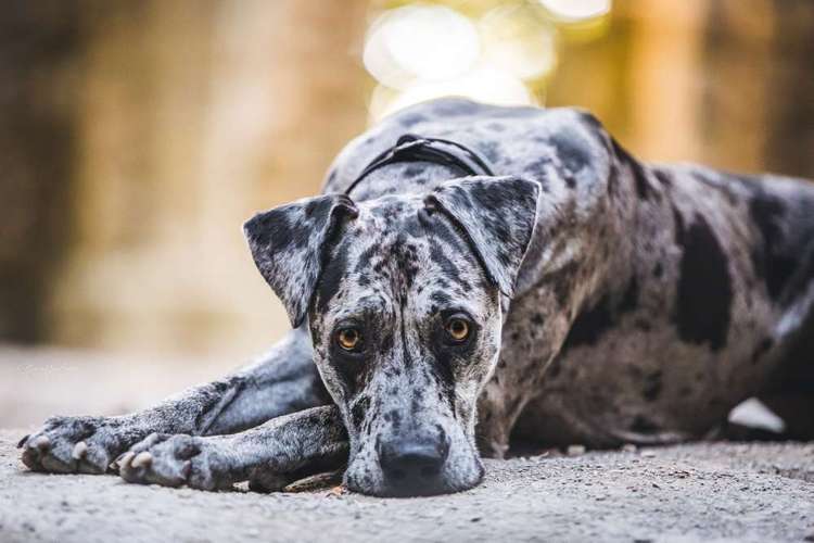 Hundeauslaufgebiet-Nina Scheibe Fotografie-Bild