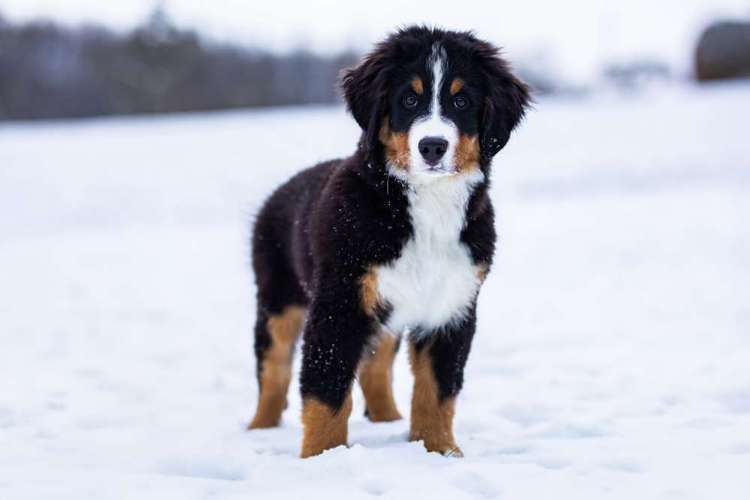 Hundeauslaufgebiet-Nina Scheibe Fotografie-Bild