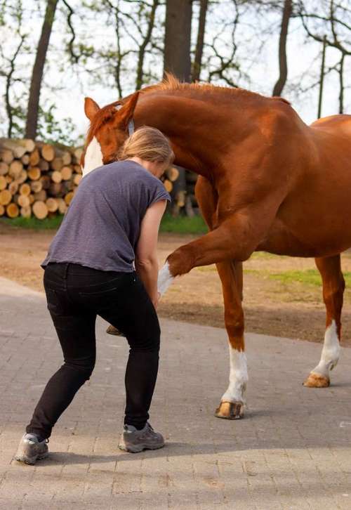 Hundeauslaufgebiet-4-Legs-Physio | Mobile Praxis für Hundephysiotherapie & Pferdephysiotherapie-Bild