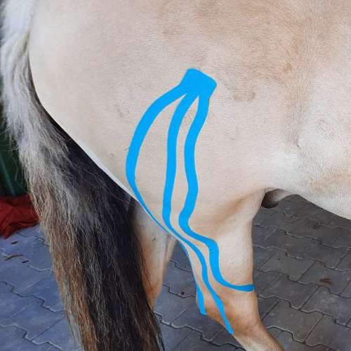 Hundeauslaufgebiet-4-Legs-Physio | Mobile Praxis für Hundephysiotherapie & Pferdephysiotherapie-Bild