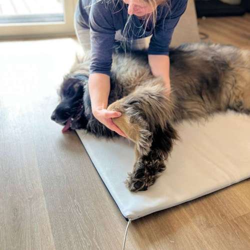 Hundeauslaufgebiet-4-Legs-Physio | Mobile Praxis für Hundephysiotherapie & Pferdephysiotherapie-Bild