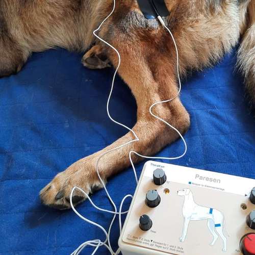 Hundeauslaufgebiet-4-Legs-Physio | Mobile Praxis für Hundephysiotherapie & Pferdephysiotherapie-Bild