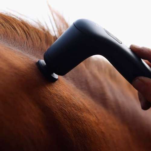 Hundeauslaufgebiet-4-Legs-Physio | Mobile Praxis für Hundephysiotherapie & Pferdephysiotherapie-Bild