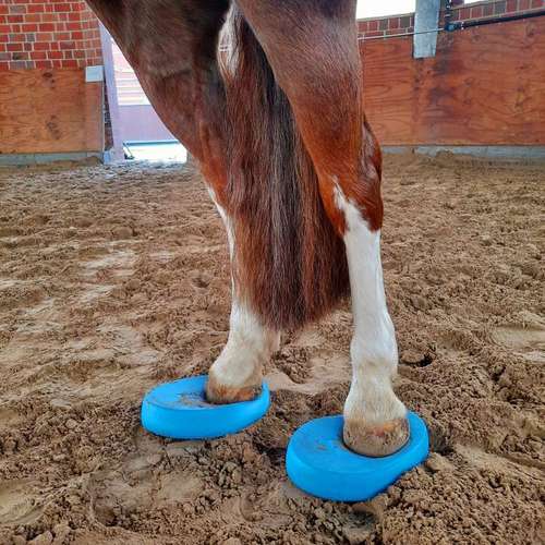 Hundeauslaufgebiet-4-Legs-Physio | Mobile Praxis für Hundephysiotherapie & Pferdephysiotherapie-Bild