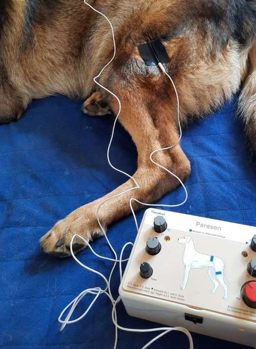 Hundeauslaufgebiet-4-Legs-Physio | Mobile Praxis für Hundephysiotherapie & Pferdephysiotherapie-Bild