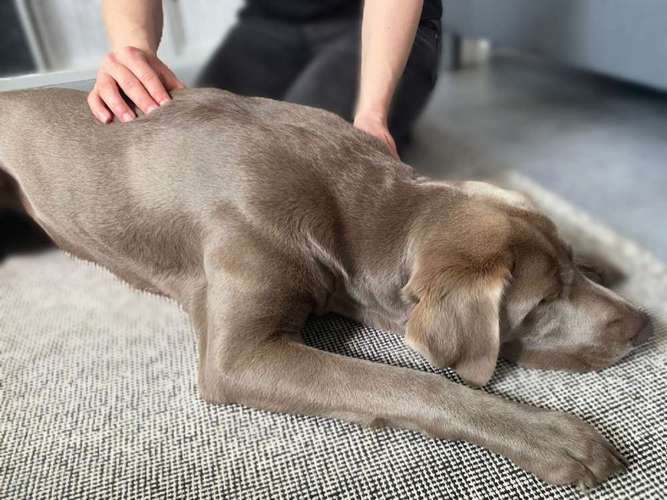 Hundeauslaufgebiet-4-Legs-Physio | Mobile Praxis für Hundephysiotherapie & Pferdephysiotherapie-Bild