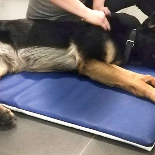 Hundeauslaufgebiet-4-Legs-Physio | Mobile Praxis für Hundephysiotherapie & Pferdephysiotherapie-Bild