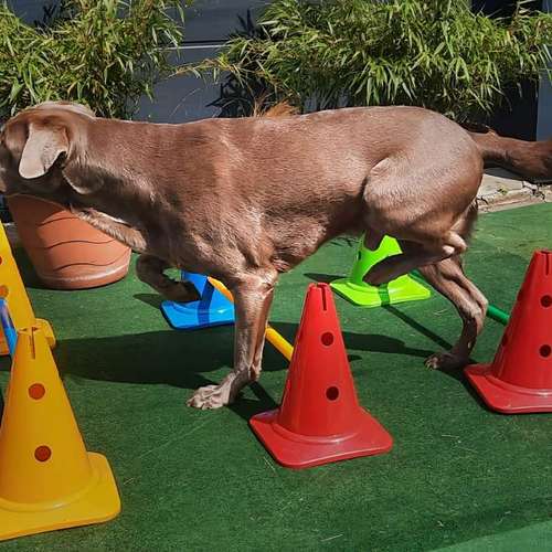 Hundeauslaufgebiet-4-Legs-Physio | Mobile Praxis für Hundephysiotherapie & Pferdephysiotherapie-Bild