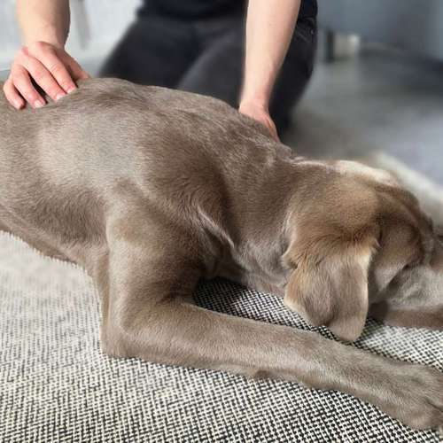 Hundeauslaufgebiet-4-Legs-Physio | Mobile Praxis für Hundephysiotherapie & Pferdephysiotherapie-Bild